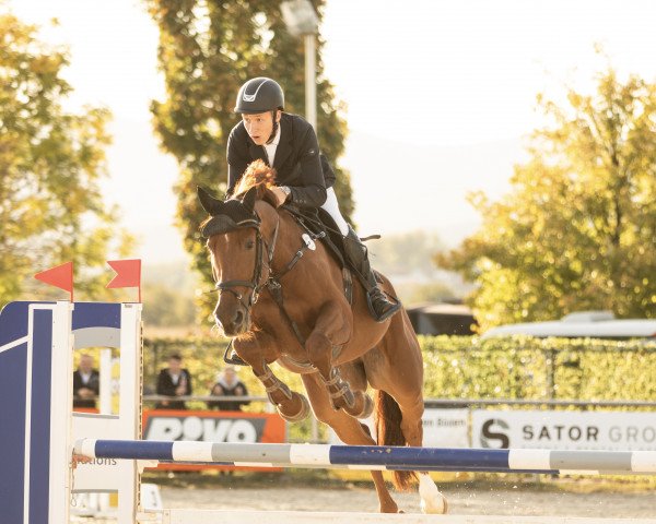 jumper Marlon S (German Sport Horse, 2018, from Magnus Romeo)