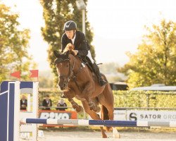 jumper Marlon S (German Sport Horse, 2018, from Magnus Romeo)