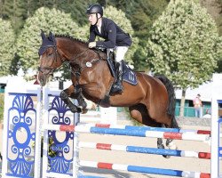 jumper Charly Chaplin Asl (German Sport Horse, 2017, from Chap II)