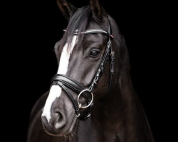 dressage horse Docslands Black Jack (German Riding Pony, 2015, from Blanchet)