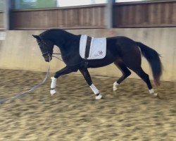 dressage horse Fandango (Oldenburg, 2020, from Foundation 2)