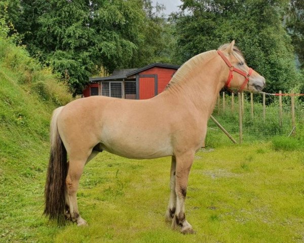 horse Løkke Vinjar (Fjord Horse, 2021, from Nygårds Gurven)