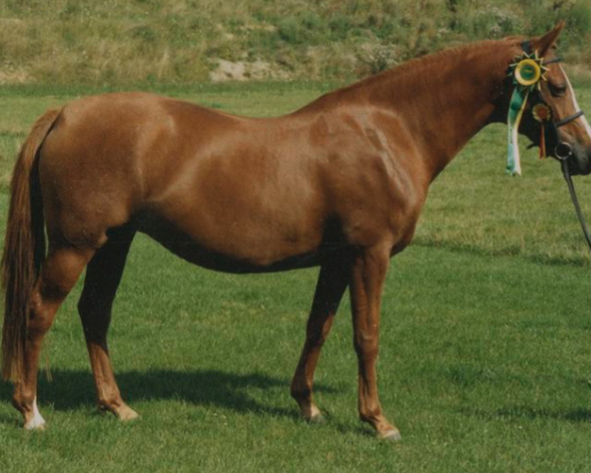 Zuchtstute Giglbergs Goldlack (Deutsches Reitpony, 1982, von Downland Chorister)