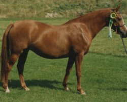 Zuchtstute Giglbergs Goldlack (Deutsches Reitpony, 1982, von Downland Chorister)