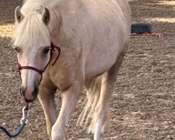 Pferd Apero Prince (Welsh Pony (Sek.B), 2018, von Störtebekers Paco)