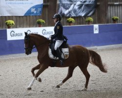 Dressurpferd Timberlake Sh (Deutsches Reitpony, 2009, von Timberland)