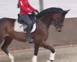 dressage horse Daenerys 21 (Hanoverian, 2019, from Dancier Gold FRH)