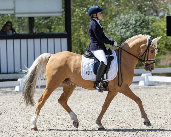 dressage horse Diamantino A (German Riding Pony, 2008, from Danny Gold)