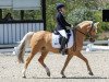 dressage horse Diamantino A (German Riding Pony, 2008, from Danny Gold)