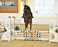 jumper Take Your Chance (Deutsches Sportpferd, 2019, from Taloubet Z)