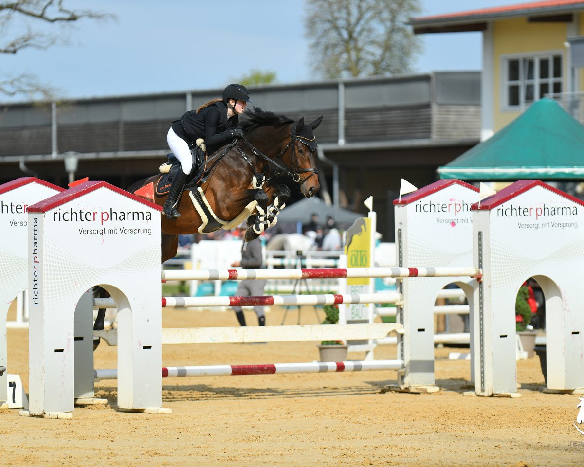 jumper Sma Donald Duck (Oldenburg show jumper, 2015, from Diarado)