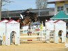 jumper Sma Donald Duck (Oldenburg show jumper, 2015, from Diarado)