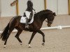 dressage horse Ciao Bella IP (Austrian Warmblood, 2018, from Auheim's Divine Etincelle)