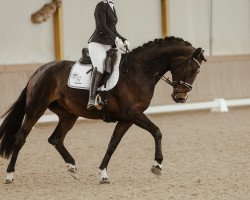 dressage horse Ciao Bella IP (Austrian Warmblood, 2018, from Auheim's Divine Etincelle)