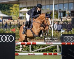 jumper I'm Fancy VDM Z (Zangersheide riding horse, 2015, from I'm Special de Muze)