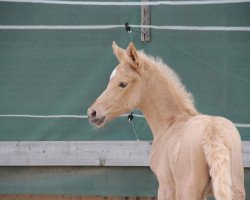 dressage horse Rosalie (Oldenburg, 2022, from Rivers Dancing AS)