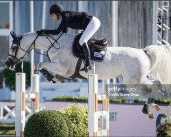 jumper Levista Dbh Z (Zangersheide riding horse, 2013, from Levisto Z)