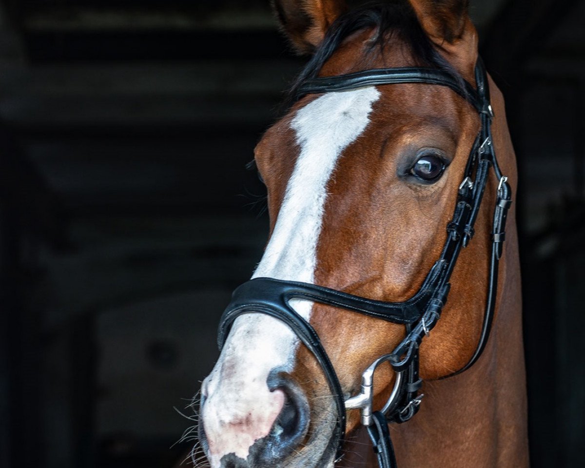 jumper Dora Dymant (Hanoverian, 2018, from Diamant de Plaisir)