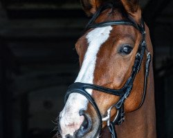 jumper Dora Dymant (Hanoverian, 2018, from Diamant de Plaisir 178 FIN)