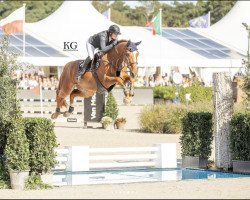 jumper Quercus van den Oude Eik (Belgian Warmblood, 2016, from Jenson van't Meulenhof)