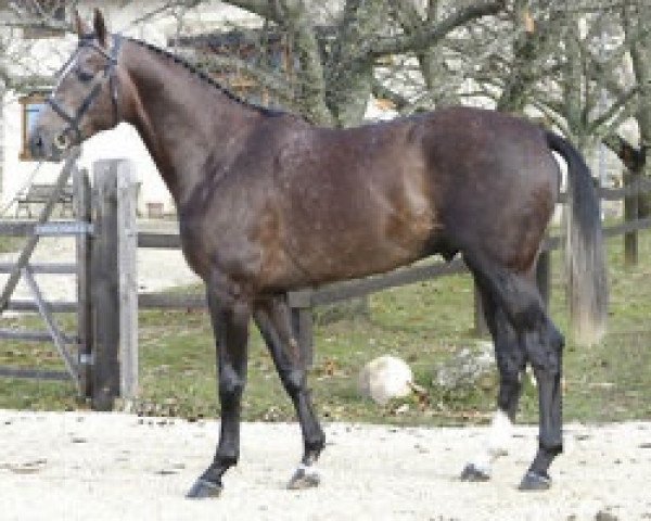 stallion Tilippe le Bel AA (Anglo-Arabs, 2007, from Tinka's Boy)