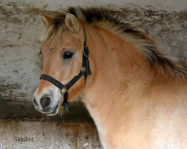 horse Sandor (Fjord Horse, 2023, from Smokey)