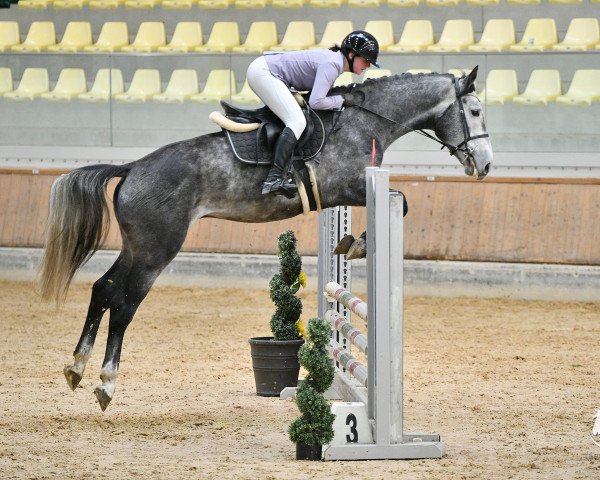 jumper Ocasper H (KWPN (Royal Dutch Sporthorse), 2019, from Kannan)