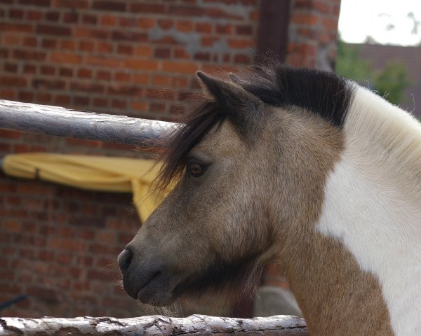 Dressurpferd Sunshine boy 3 (Shetland Pony, 2004)