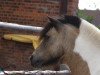 dressage horse Sunshine boy 3 (Shetland Pony, 2004)