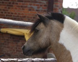 dressage horse Sunshine boy 3 (Shetland Pony, 2004)