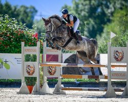 Springpferd Chacco White CH (Schweizer Warmblut, 2018, von Chacoon Blue)