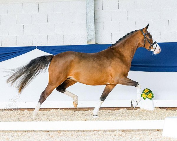 dressage horse Heiligenbergs Feuer Frei (German Riding Pony, 2020, from Fürst Samarant)