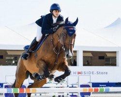 jumper Brando du Val Henry (Selle Français, 2011, from Lando)