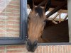 jumper Delirium Zoetendaele Z (Zangersheide riding horse, 2016, from Diamant de Semilly)