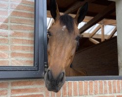 Springpferd Delirium Zoetendaele Z (Zangersheide Reitpferd, 2016, von Diamant de Semilly)