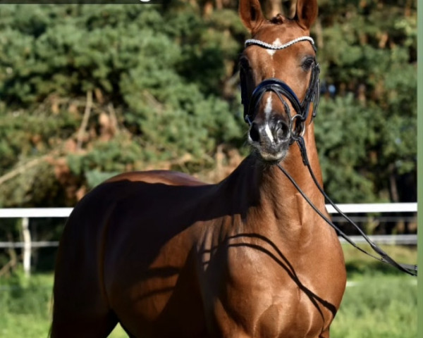 dressage horse Danny's Diamond (German Riding Pony, 2016, from Danny Gold)