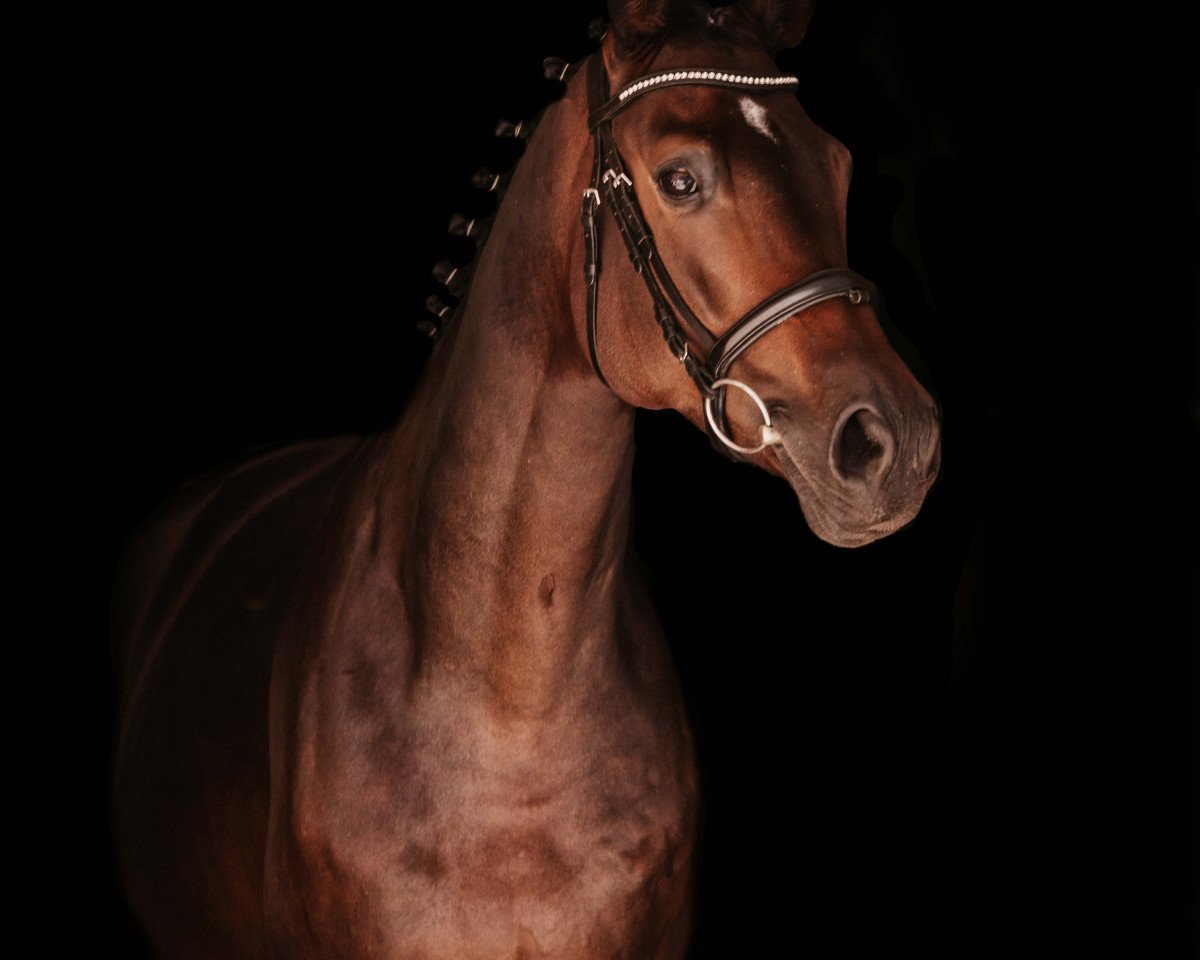 Dressurpferd Feldmarschall 7 (Trakehner, 2018, von Freiherr von Stein)