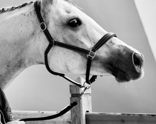 dressage horse Annerose (Trakehner, 2015, from Dschehim ox)