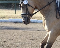 horse Glen Buffy (Welsh Partbred, 2013, from Sahib)