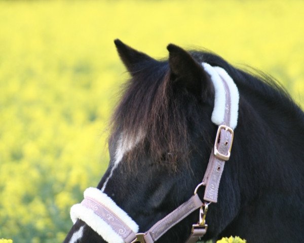 Zuchtstute Feline (Pony ohne Rassebezeichnung, 2015)