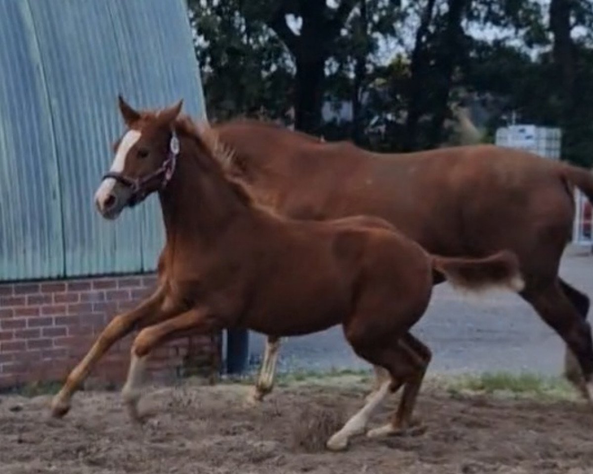 Dressurpferd Daily Sunrise SK (Kleines deutsches Reitpferd, 2023, von Bon Royal)