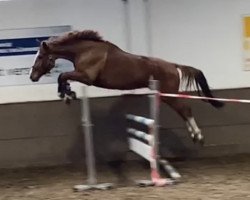 Springpferd Ernie Airlines (Westfale, 2018, von Emerald van 't Ruytershof)