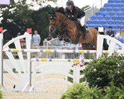 Springpferd Kanselier v/d Donkhoeve (Belgisches Warmblut, 2010, von Vagabond de la Pomme)