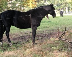 dressage horse Le Pirate Ks (Westphalian, 2010, from Lord Loxley I)