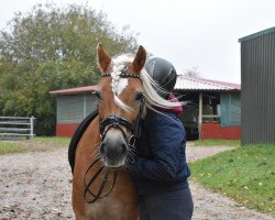 Pferd Lunarda (Haflinger, 2017, von Alphonso)