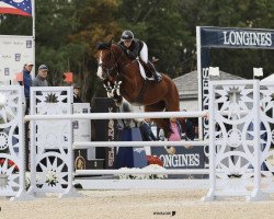 jumper Bink A (KWPN (Royal Dutch Sporthorse), 2006, from Pkz Contact van de Heffinck)