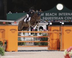 jumper Boleybawn Perfection (Irish horse, 2005, from Douglas)