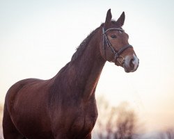 dressage horse Barnaby II (Mecklenburg, 2017, from Bernay)