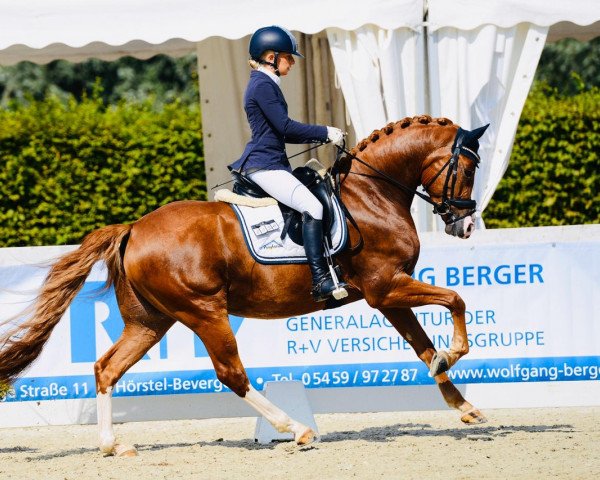 dressage horse Terbofens Quick (German Riding Pony, 2015, from Quaterback's Junior)