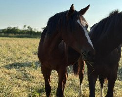 Pferd Evita U (Westfale, 2022, von Emerald van 't Ruytershof)